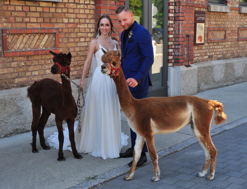 hochzeitspaar mit alpakas