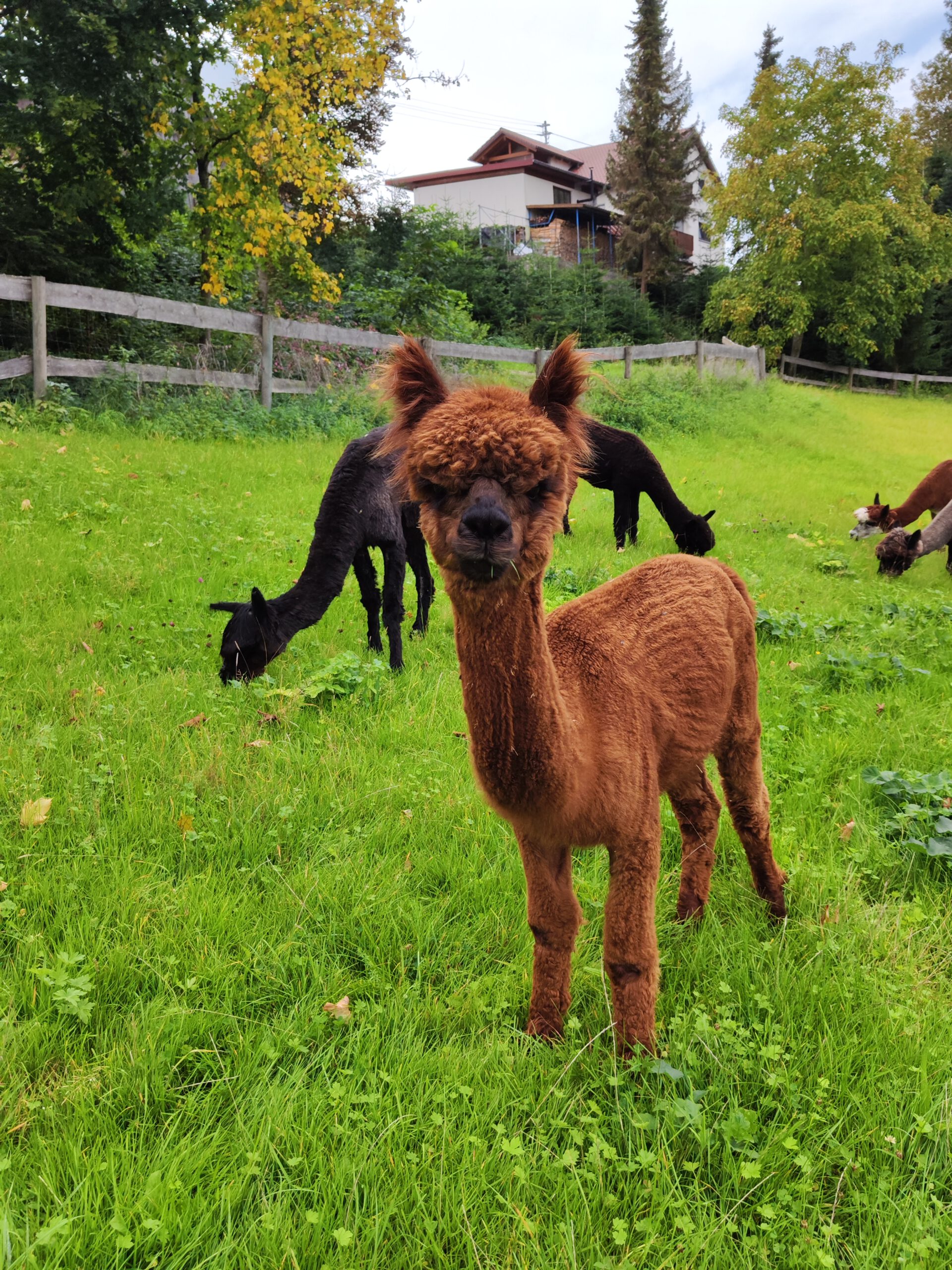 Alpaka Leonardo Schönenberg Alpakas Alpaka Leonardo