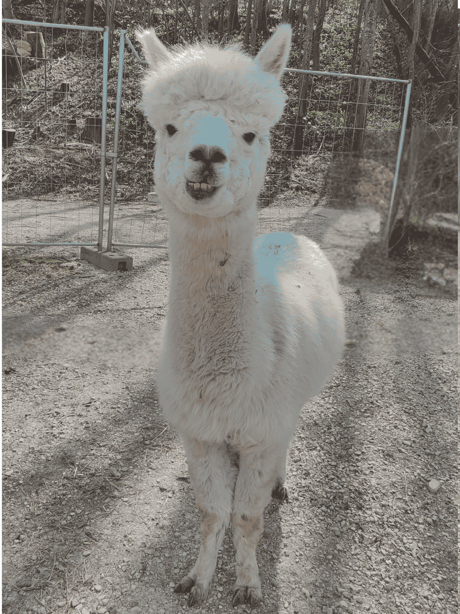 Alpaka Silver Schönenberg Alpakas Alpaka Silver