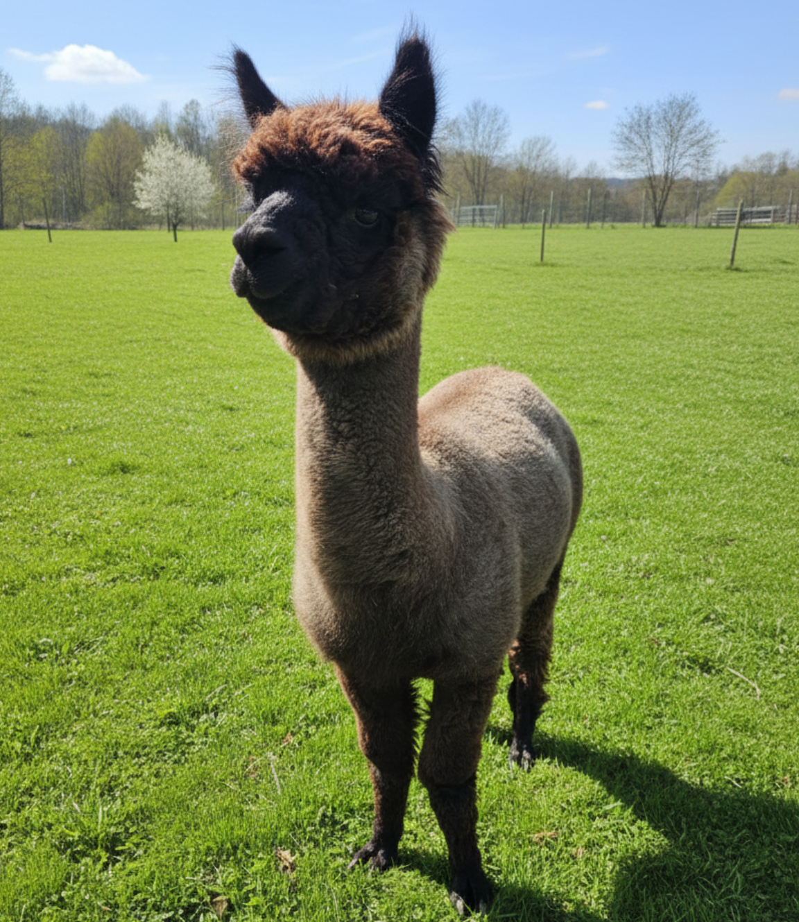 Coffee-Schoenenberg-Alpakas-1 Alpaka Coffee