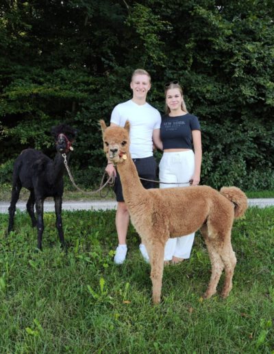 Paar steht mit Alpakas