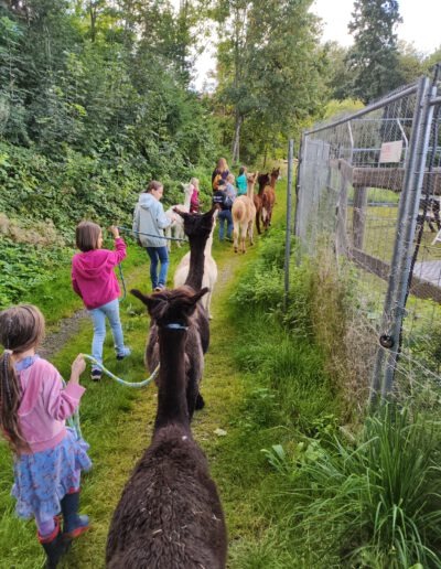 Kinder laufen mit Alpakas
