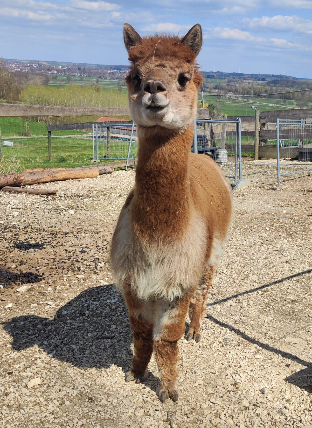 Alpaka Angelo Schönenberg Alpakas Angelo, ein elegantes Alpaka bei Schönenberg Alpakas im Mindeltal, Jettingen-Scheppach, das stilvoll an Alpakawanderungen teilnimmt