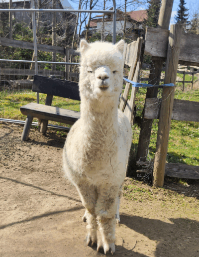 Alpaka Santiago