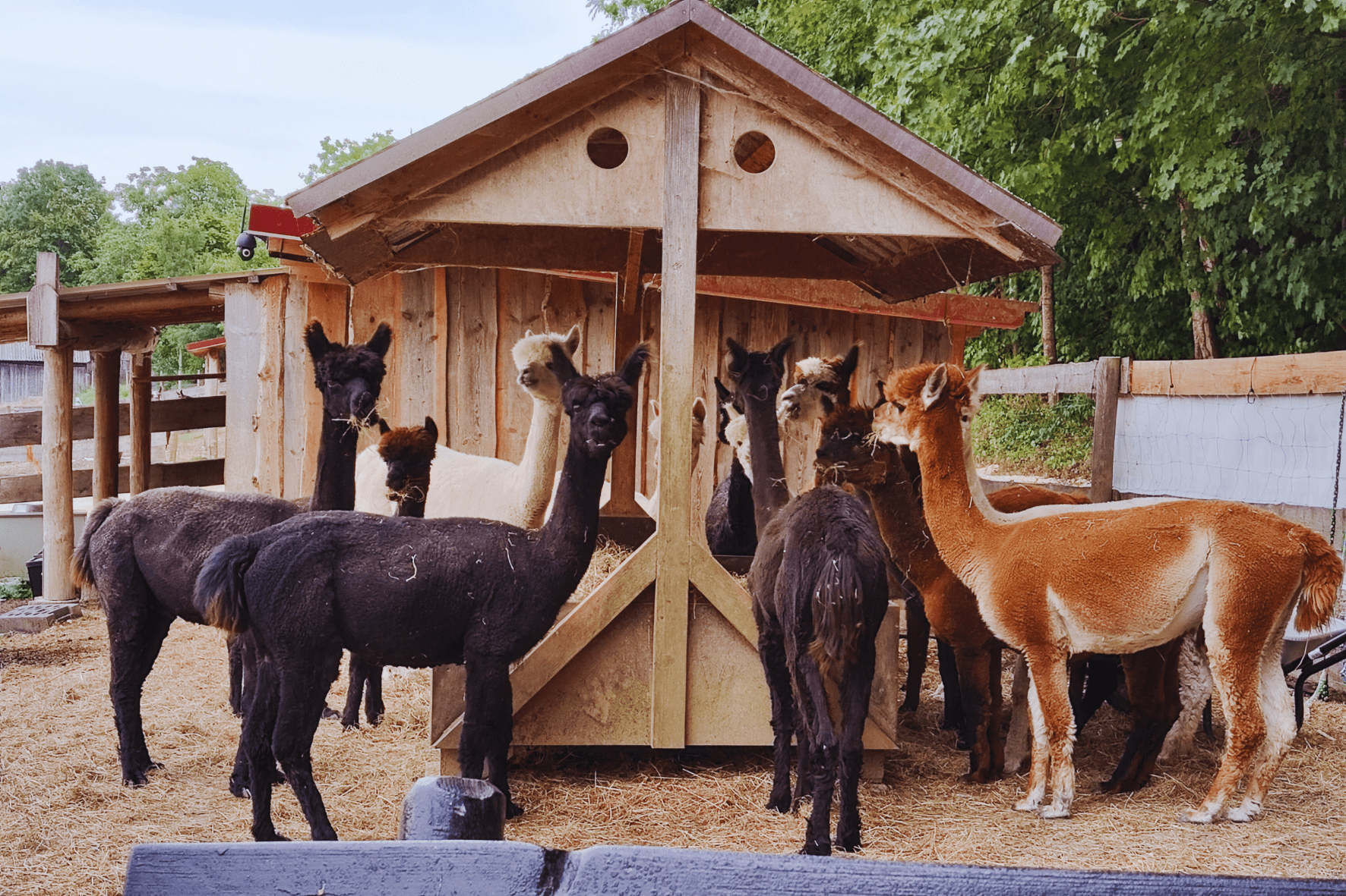 Alpakas der Schönenberg Alpakas