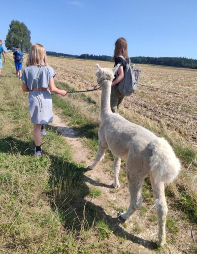 Mädchen führen ein Alpaka spazieren.