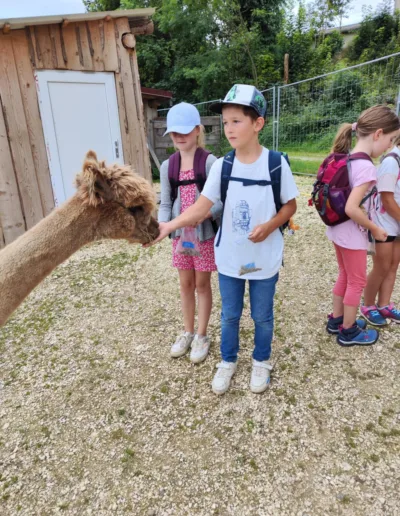 Kinder besuchen die Alpakas im Gehege von Schönenberg Alpakas in Jettingen-Scheppach im Mindeltal, Bayern.