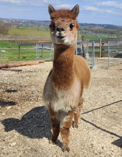 Alpaka Angelo