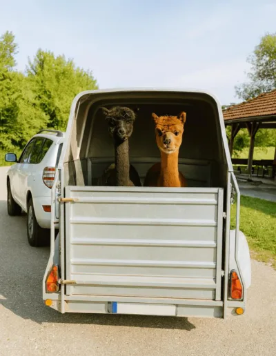 Zwei Alpakas im Anhänger