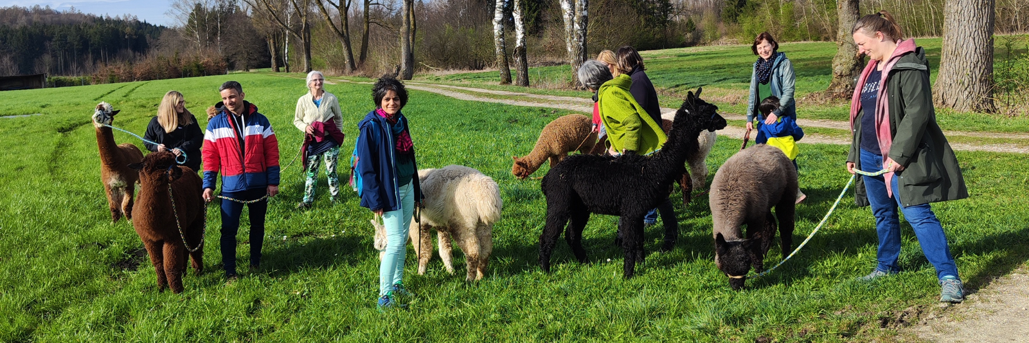 Gruppe von Menschen wandert mit den Schönenberg Alpakas durch die Natur in Jettingen-Scheppach.