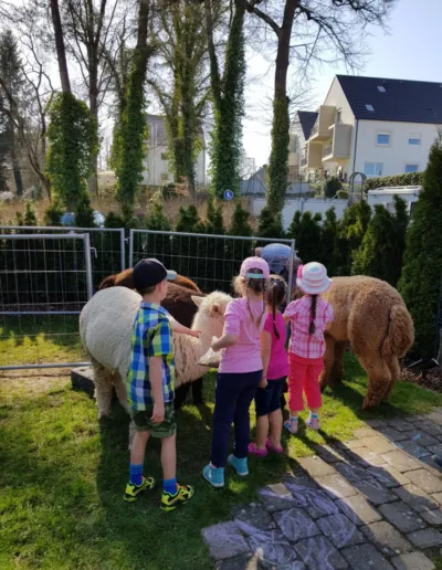 Kinder lernen bei Schönenberg Alpakas im Mindeltal, Jettingen-Scheppach, die Alpakas bei euch daheim kennen
