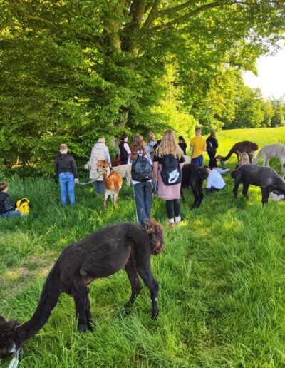Kinder stehen mit Alpakas