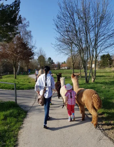 Alpakas bei einer Wanderung mit Kindern und Erwachsenen im Mindeltal bei Schönenberg Alpakas in Jettingen-Scheppach, symbolisch für den Ablauf bei euch daheim