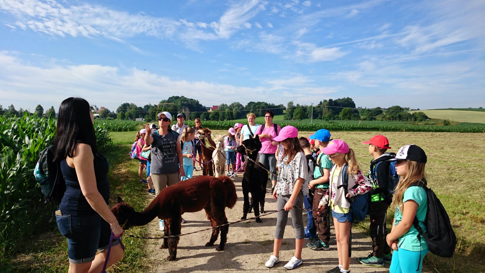 Bei euch daheim Alkpakawanderung Schönenberg Alpakas Kinder laufen mit Alpakas