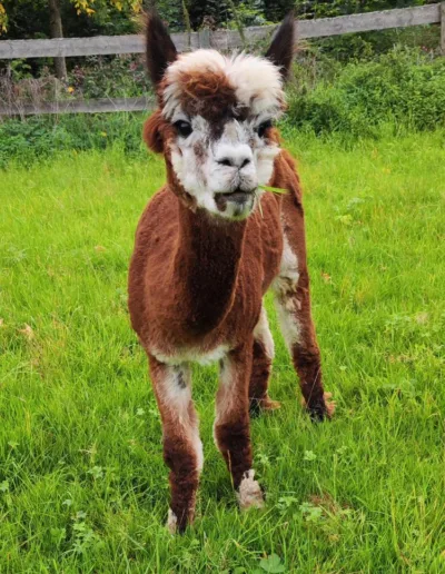 Alpaka Disney Magic