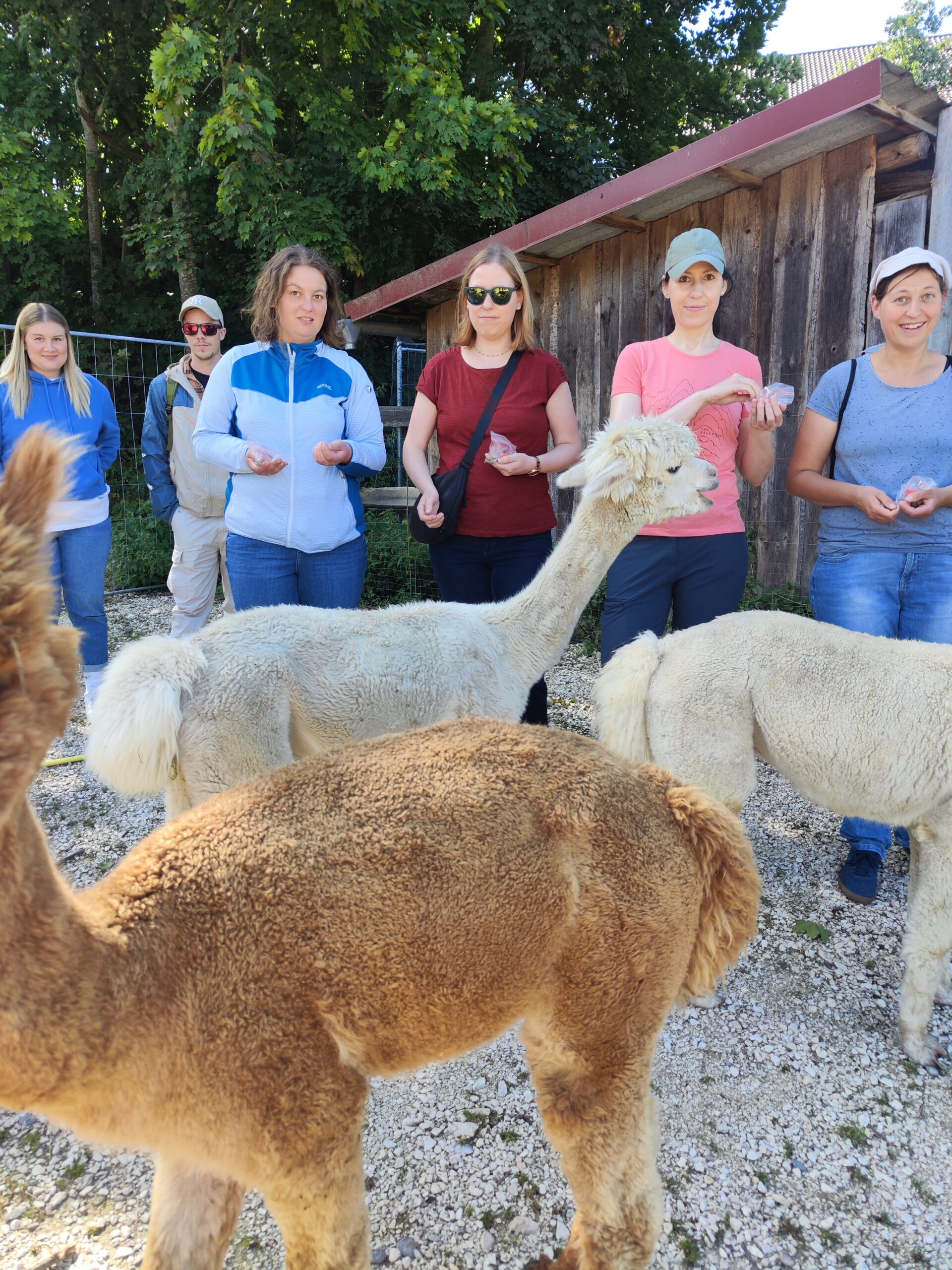 Abenteuer und Auszeiten 9 Besuch bei den Alpakas