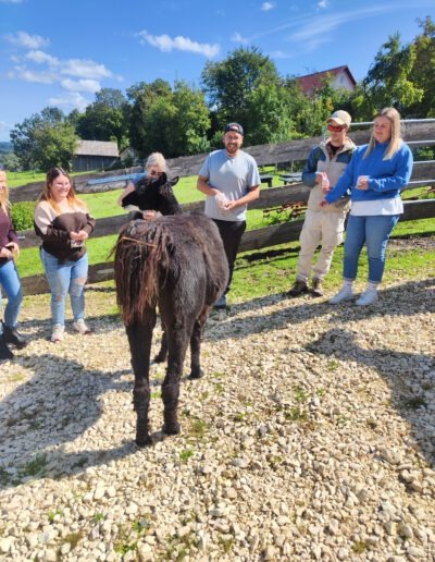 Gäste besuchen die Lamas bei Schönenberg Alpakas in Jettingen-Scheppach und erfahren spannende Infos bevor die Alpakawanderung beginnt.“