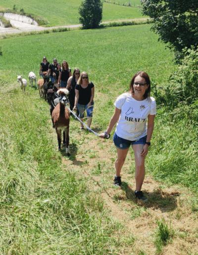 Gruppe wandert mit Alpakas.