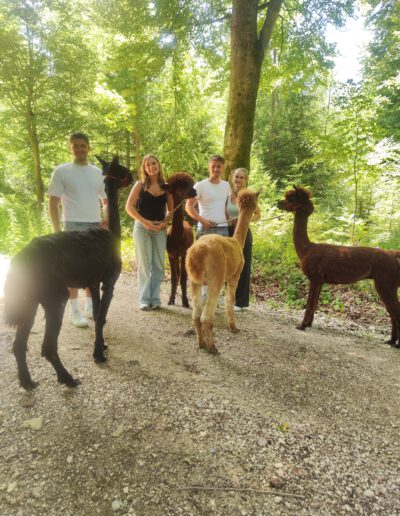 Vier Gäste mit Alpakas