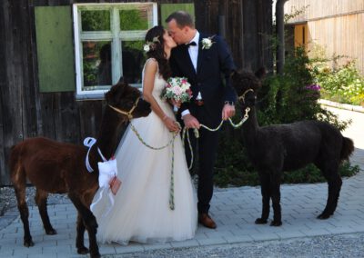 Brautpaar mit Alpakas im Freien