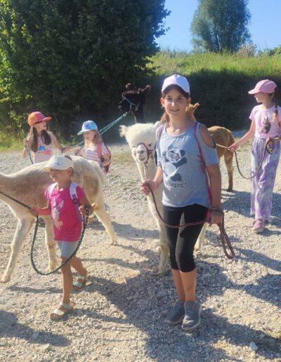 Kinder führen Alpakas beim Spaziergang.