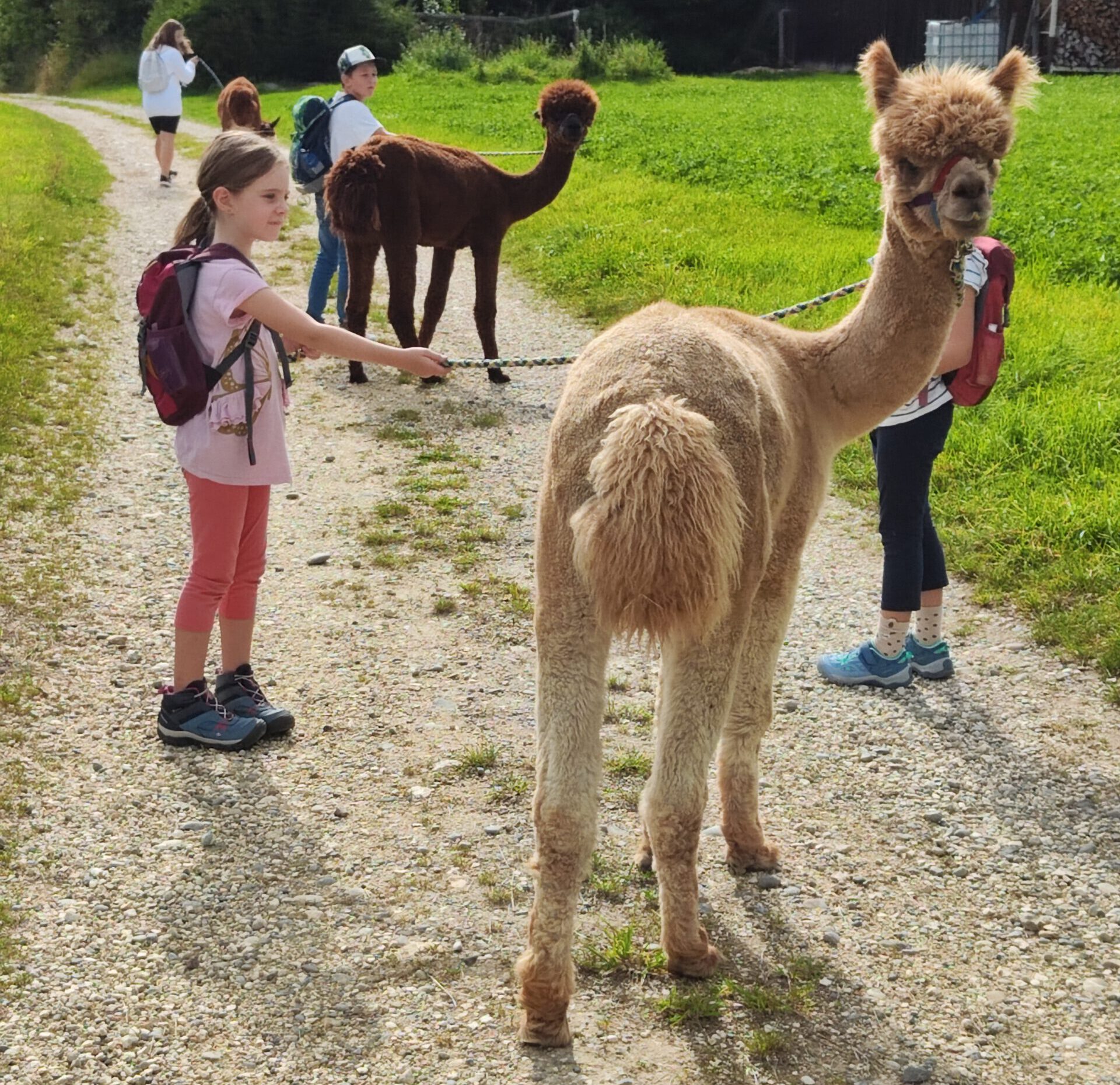 Kindergeburtstag-mit-Alpakas-Schoenenberg-Alpakas12-1 Kinder bei einem Kindergeburtstag mit Schönenberg Alpakas im Mindeltal, Jettingen-Scheppach, während einer Wanderung