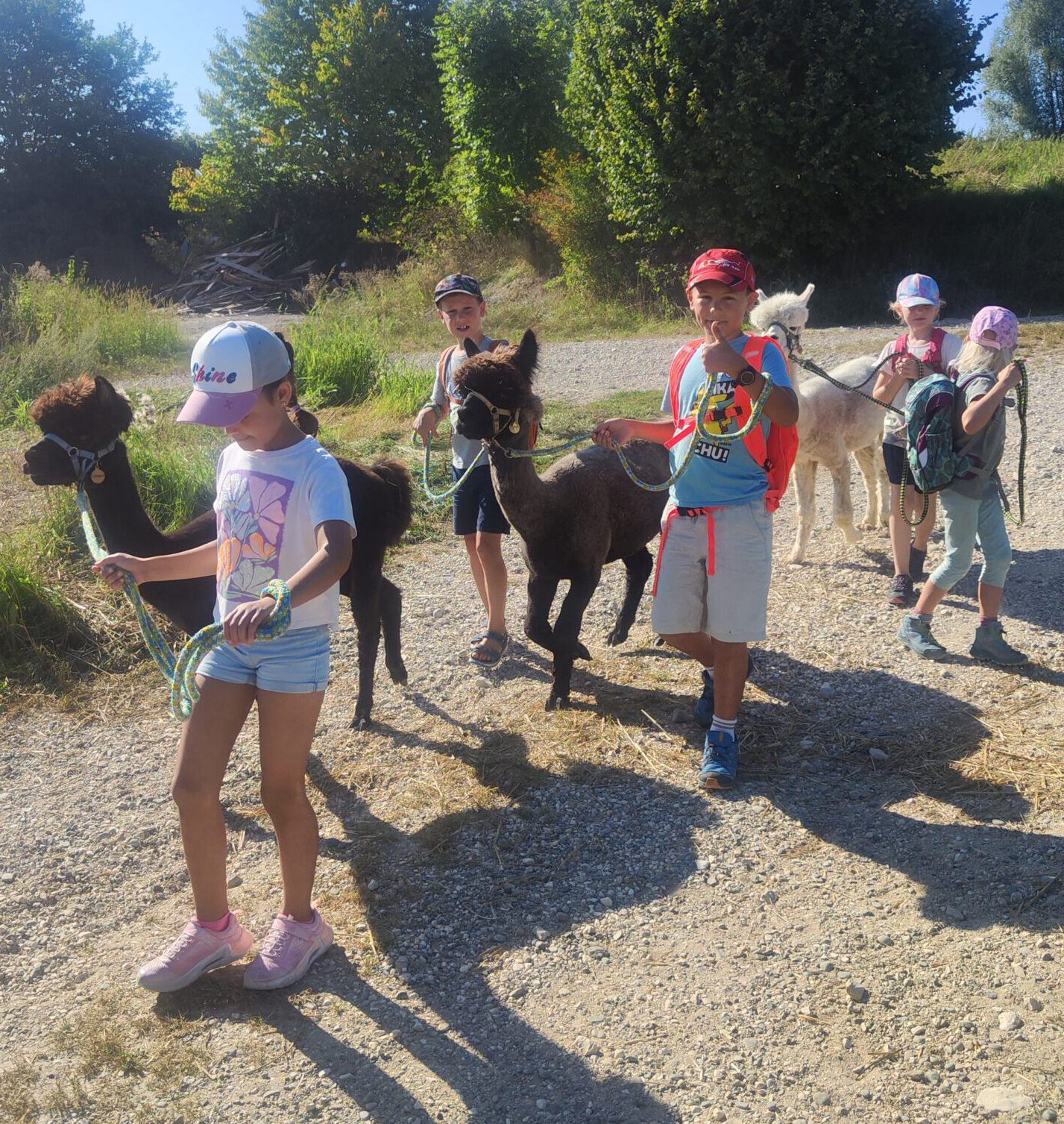 Kinder feiern Geburtstag bei den Schönenberg Alpakas in Jettingen-Scheppach: Sie füttern die Tiere, gehen mit ihnen spazieren und basteln gemeinsam.