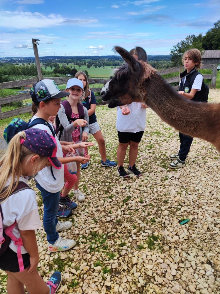 Besuch bei den Lamas