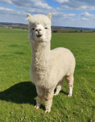 Alpaka Santiago