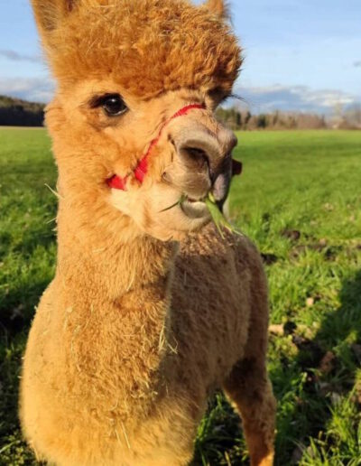 Alpaka Romeo