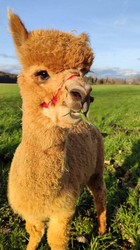 Alpaka Romeo Schönenberg Alpakas Alpaka Romeo