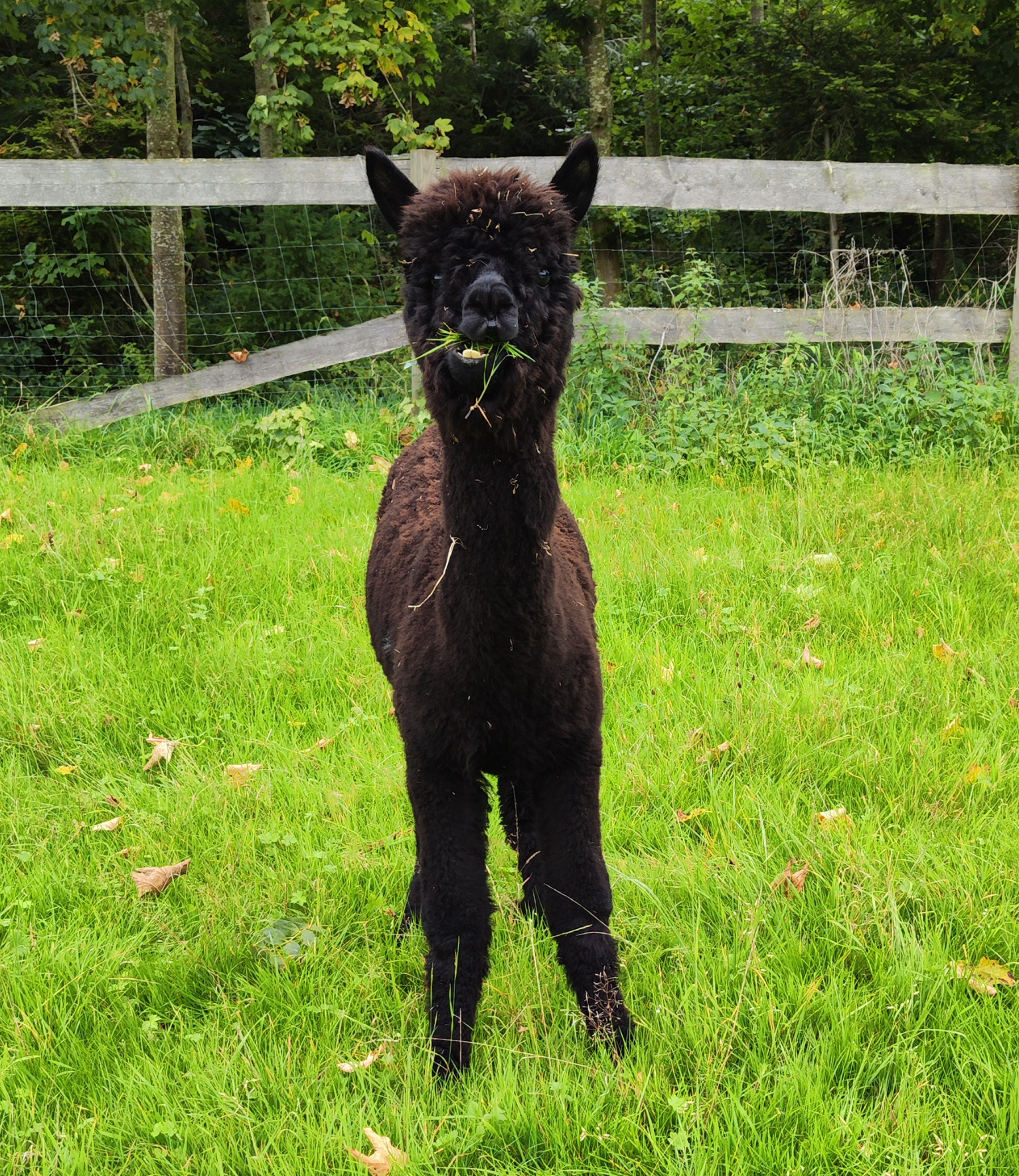 Xavi, ein wolliges Alpaka