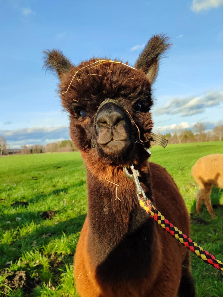Also ich bin Camillo Schönenberg Alpakas Camillo, ein besonderes Alpaka bei Schönenberg Alpakas im Mindeltal, Jettingen-Scheppach, das aufmerksam an Alpakawanderungen teilnimmt