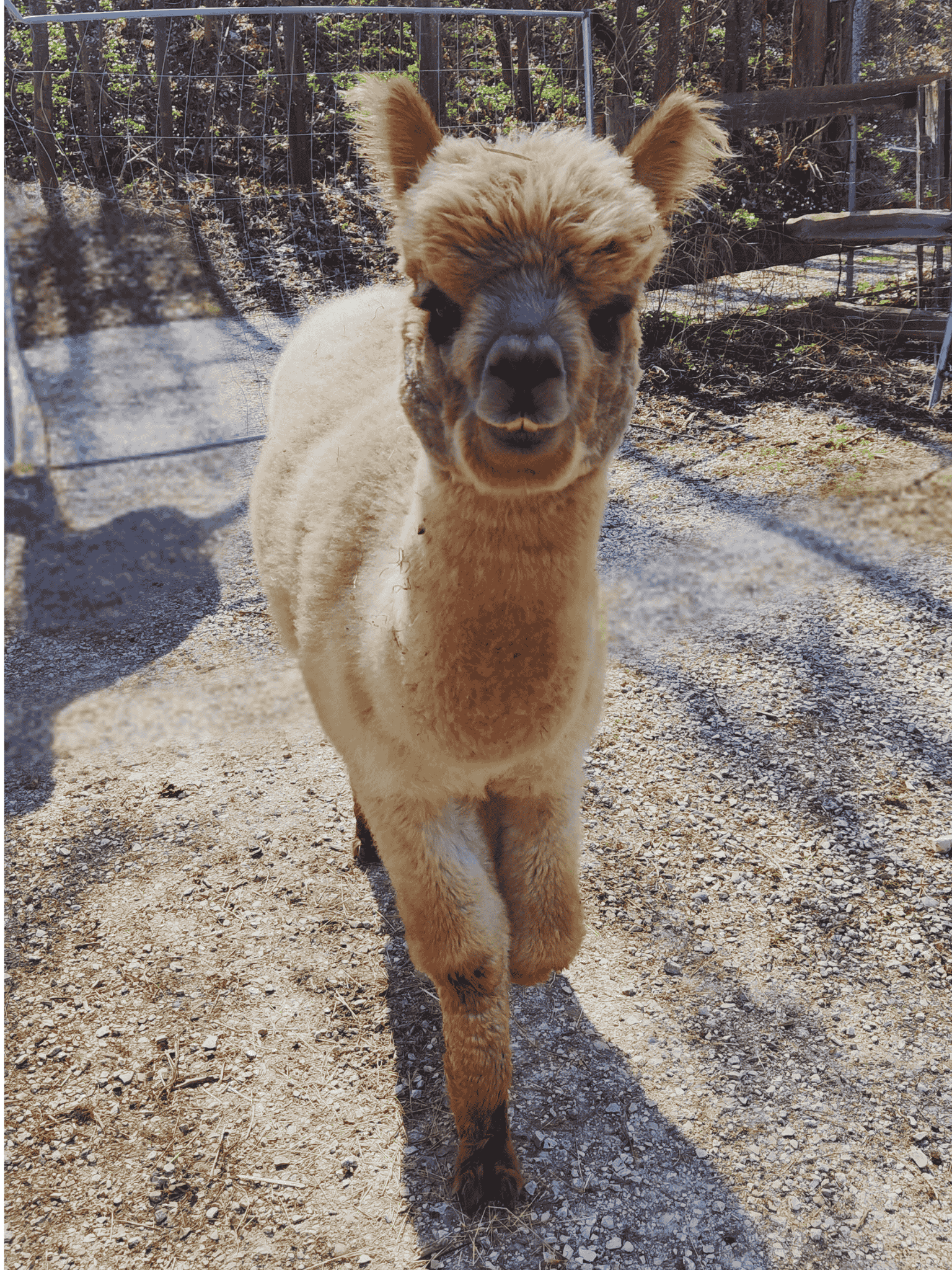 „Griasdi, i bin der Diego“ Schönenberg Alpakas Alpaka Diego