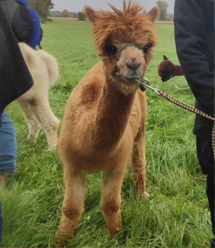 Alpaka Luiz - Schönenberg Alpakas Alpaka Luiz