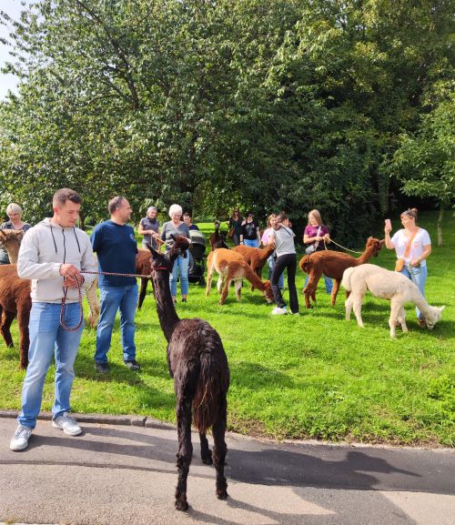 Alpakawanderung-Landkreis-Guenzburg1 Alpakawanderung