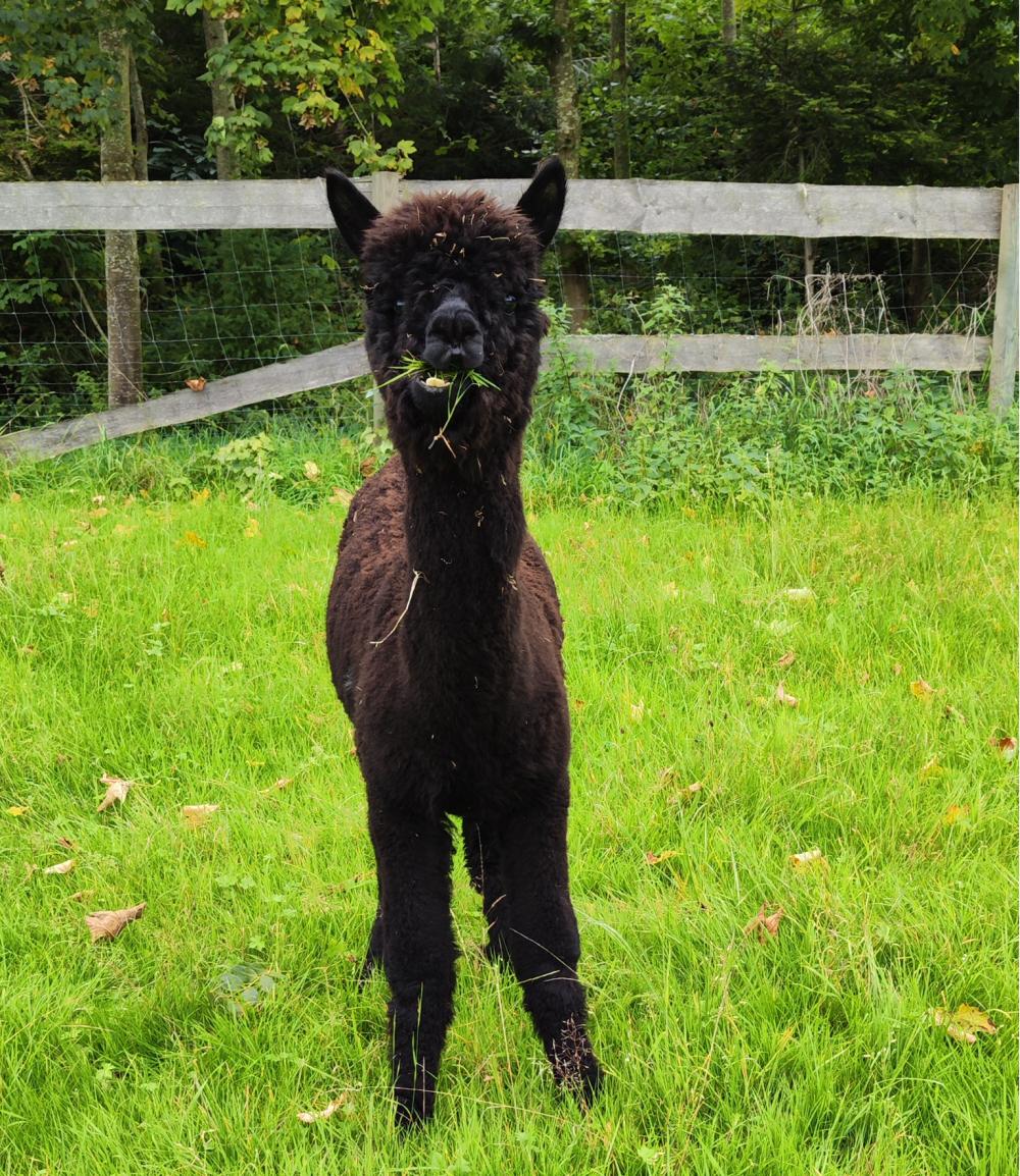 Also, i bin Xavi - Schönenberg Alpakas Xavi, ein wolliges Alpaka