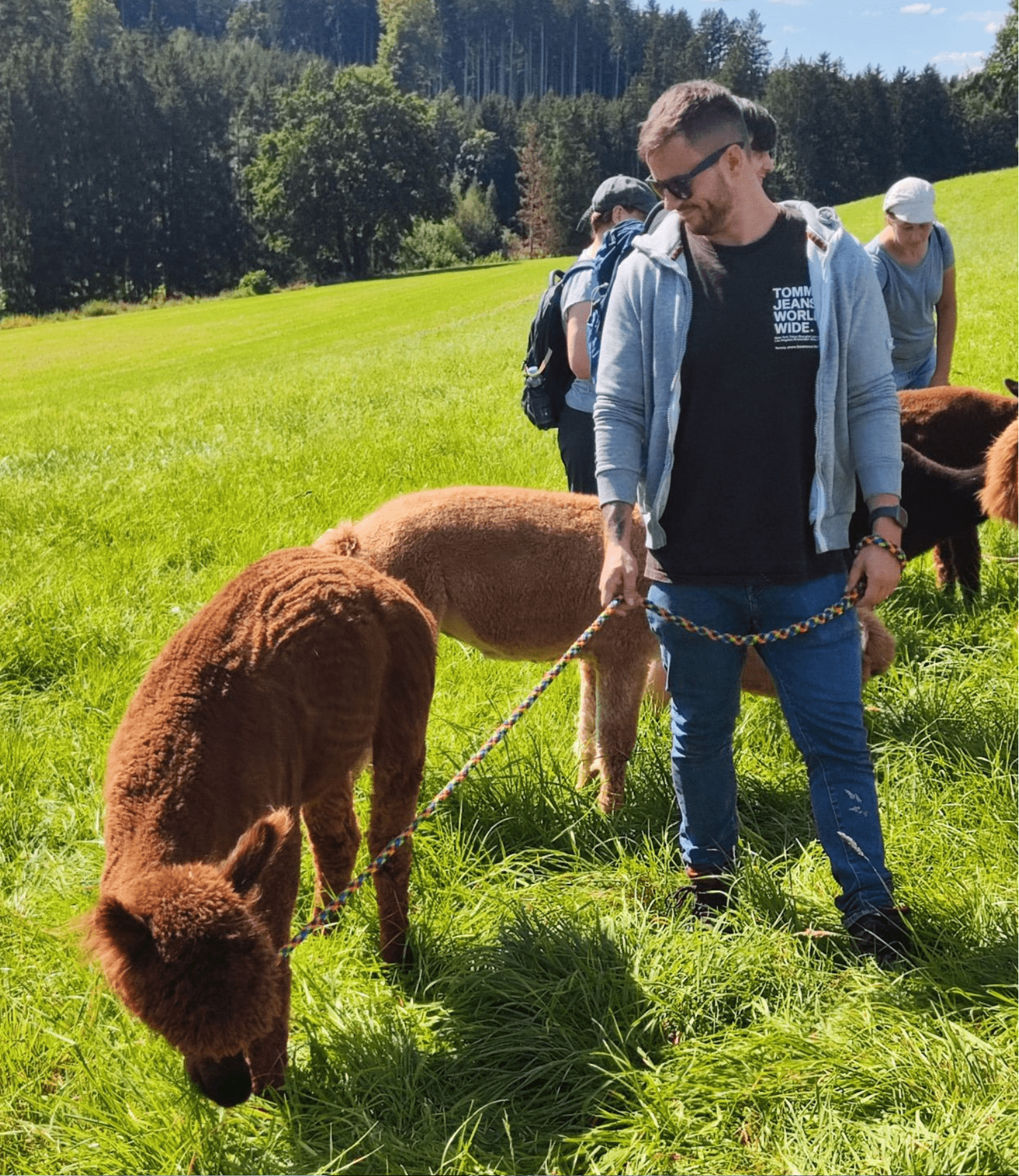 Auszeit Alpakawanderung Schönenberg Alpakas Gast mit Romeo,