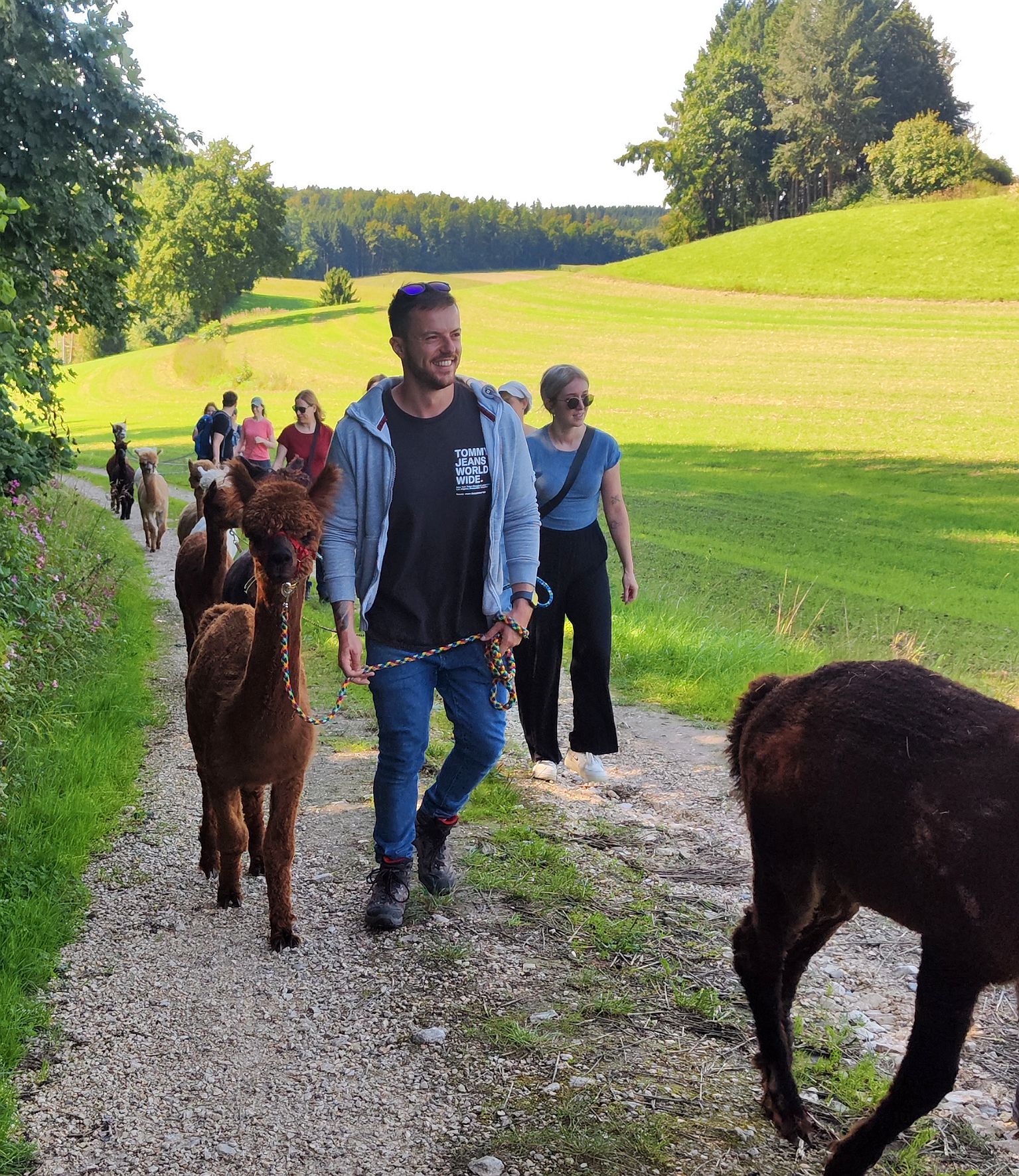 Alpakawanderung in Jettingen-Scheppach