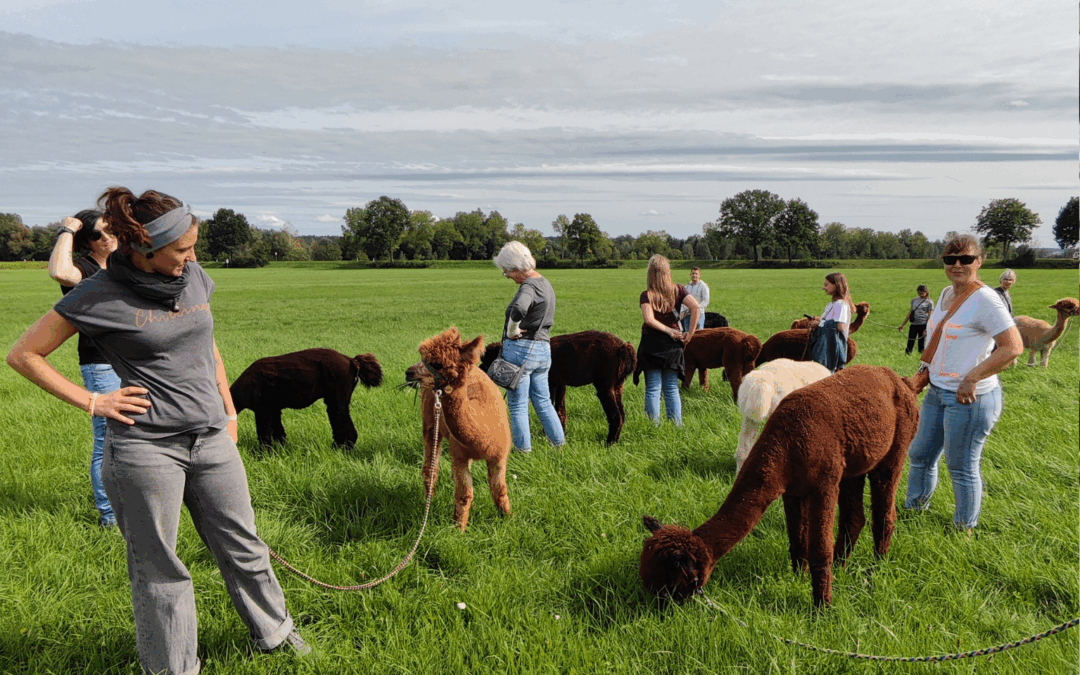 Alpaka Blog 3 Warum Alpakawanderungen so entschleunigen | Schönenberg Alpakas