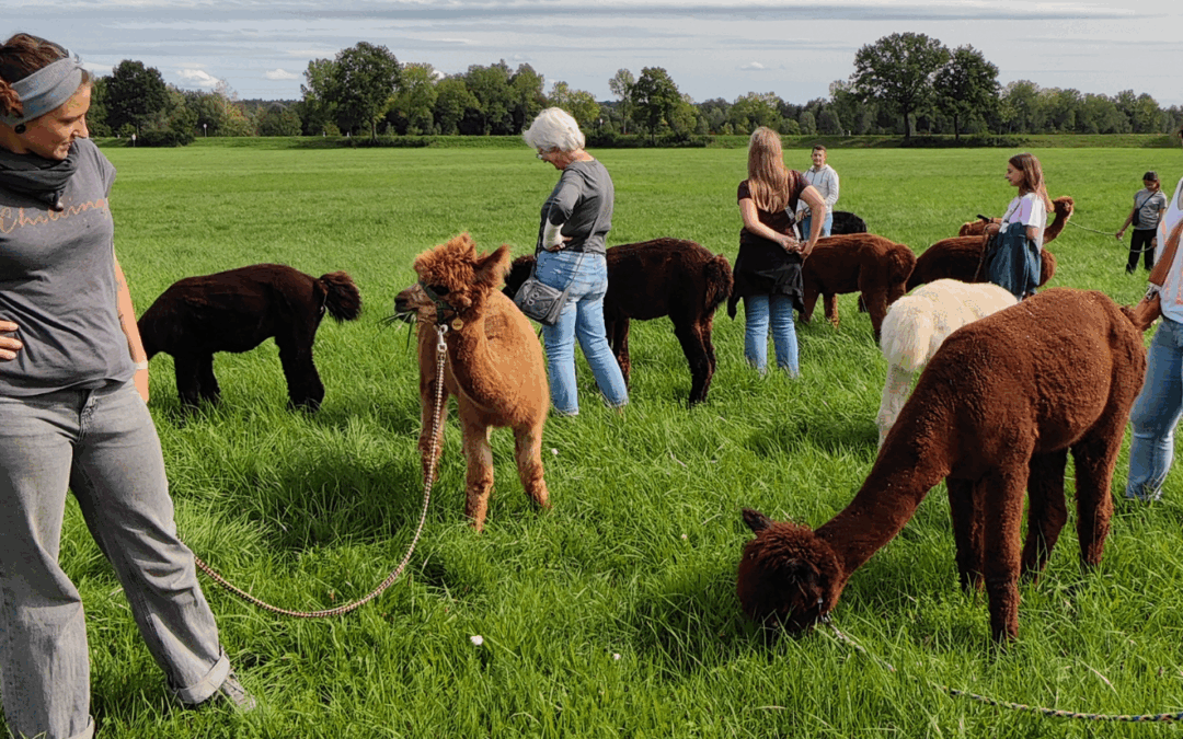 War­um Alpa­ka­wan­de­run­gen so ent­schleu­ni­gen | Schö­nen­berg Alpa­kas