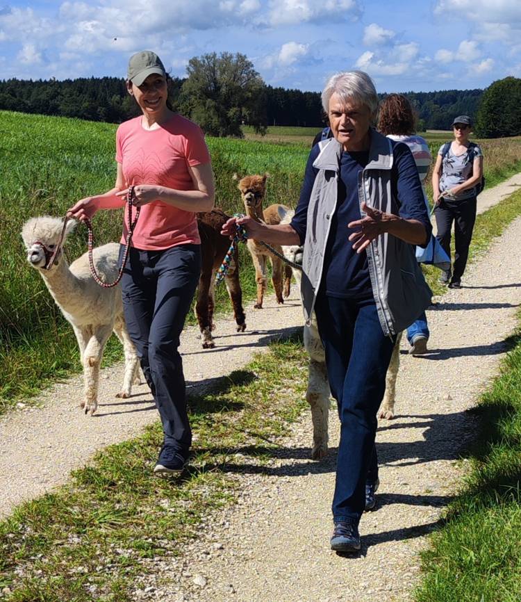 Auszeit Alpakawanderung Schoenenberg Alpakas75 1