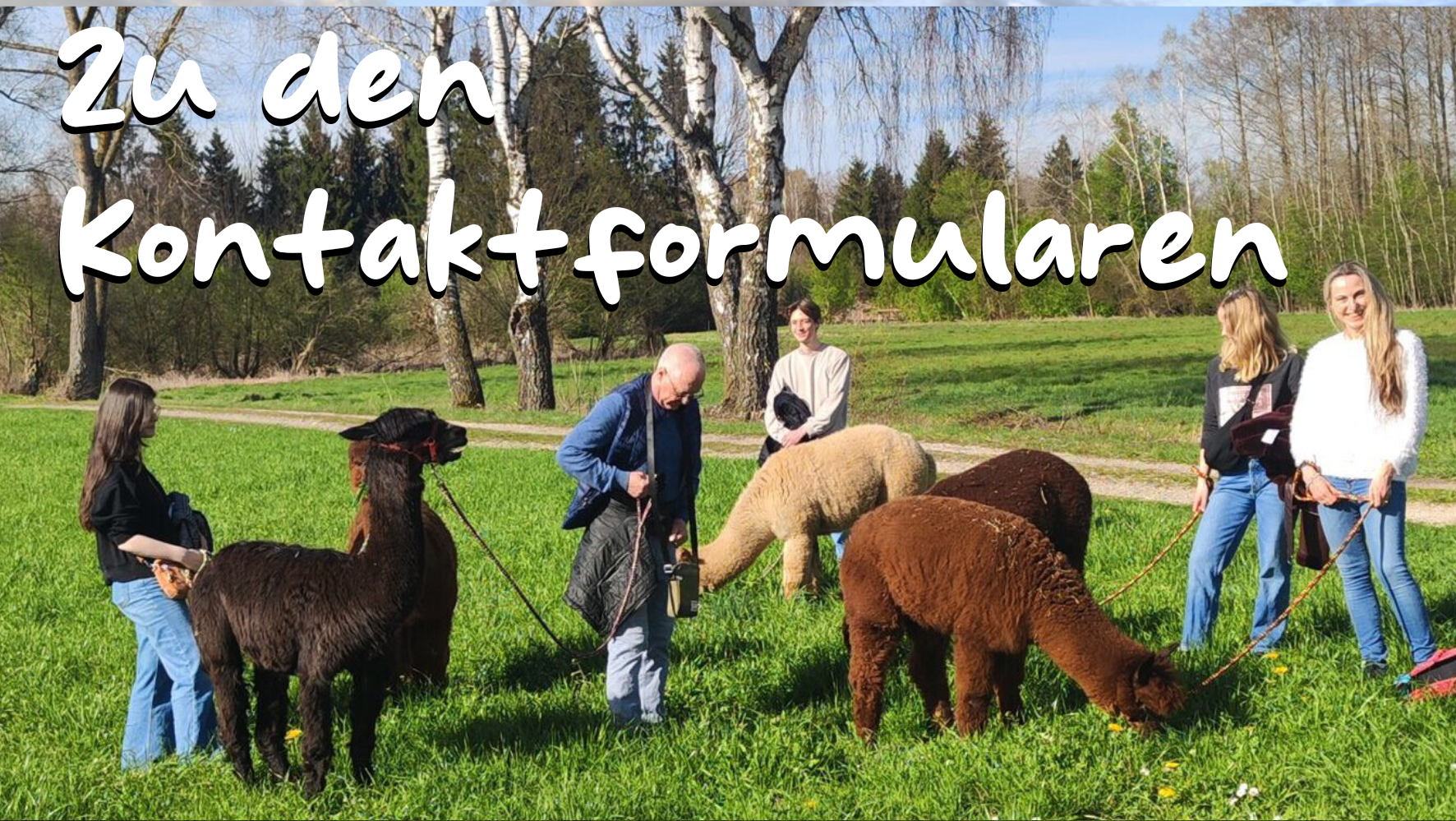 Auszeit Alpakawanderung50 Schoenenberg Alpakas