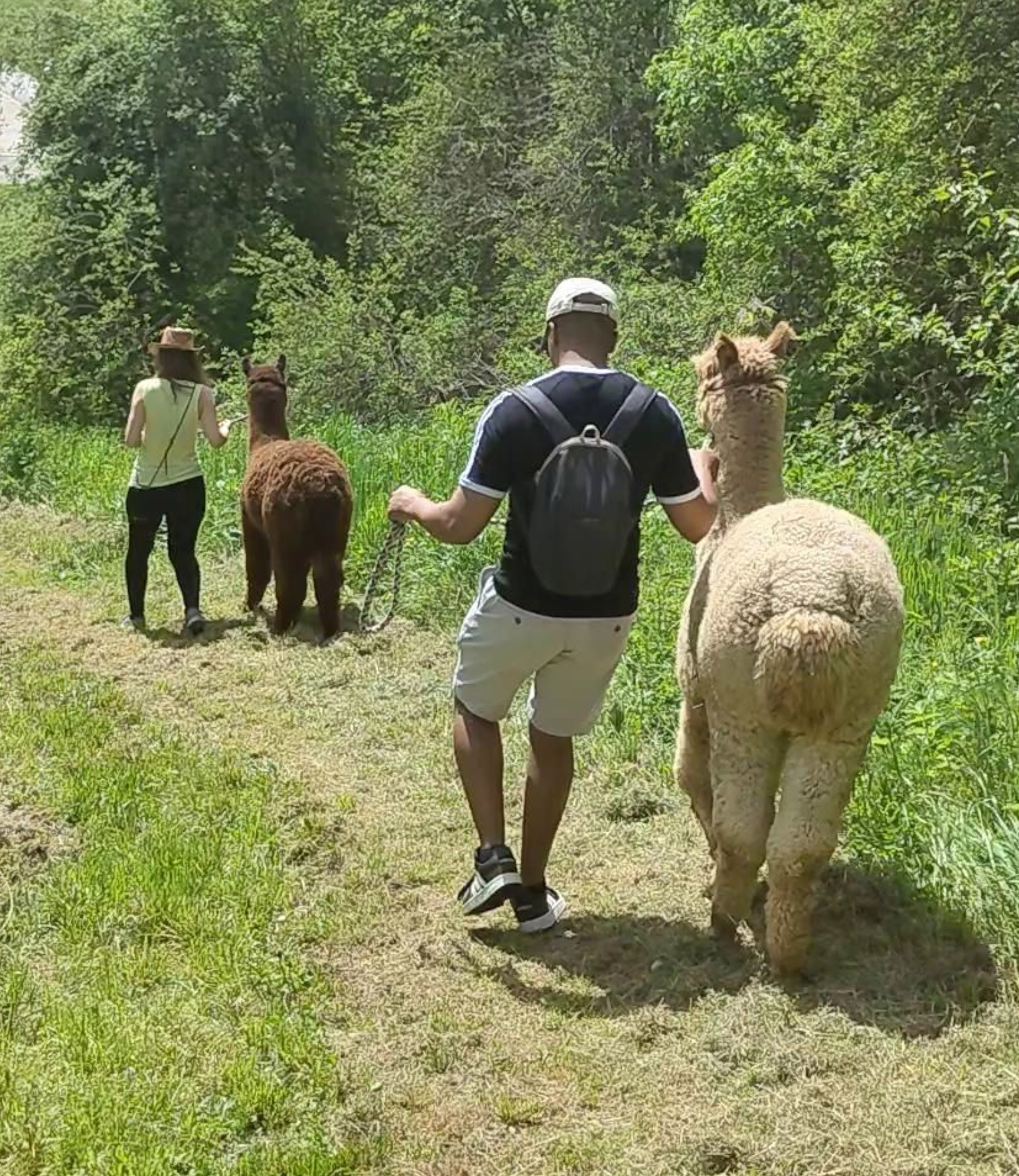 Paar mit Alpakas bei der Alpakawanderung von Schönenberg Alpakas in Jettingen-Scheppach im Mindeltal, Bayern.