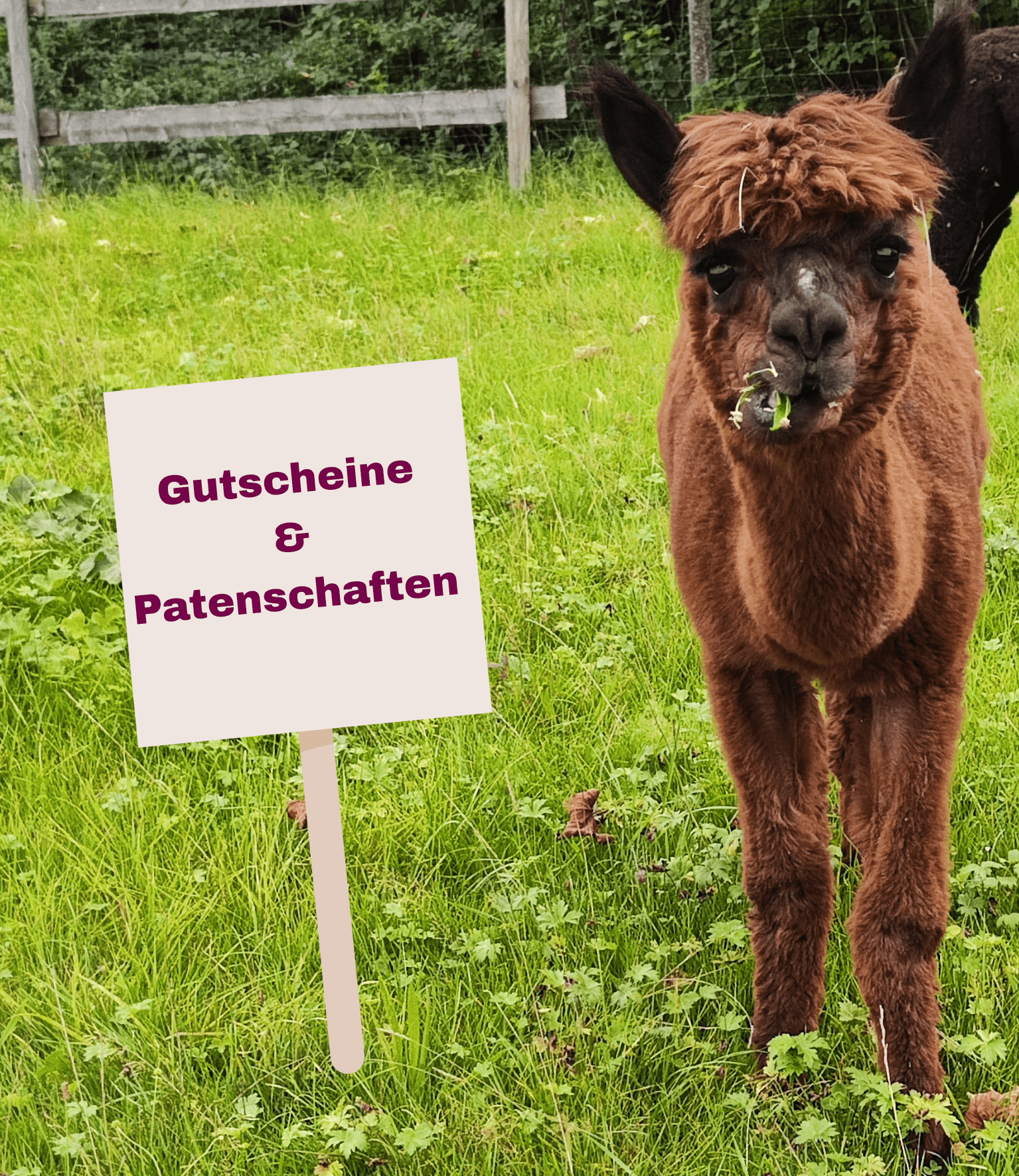 Gutscheine & Patenschaften Alpaka mit Schild