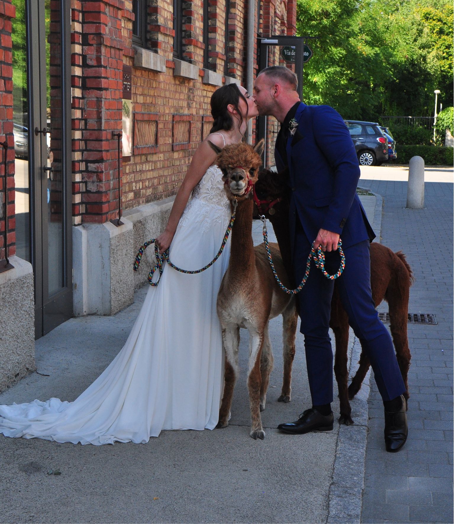Das Brautpaar küsst sich bei der Hochzeit mit Schönenberg Alpakas im Mindeltal – ein Moment voller Liebe und Ruhe.
