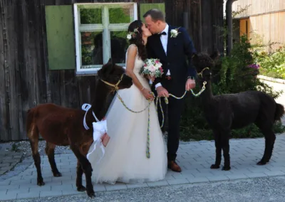 Brautpaar küsst sich mit Alpakas