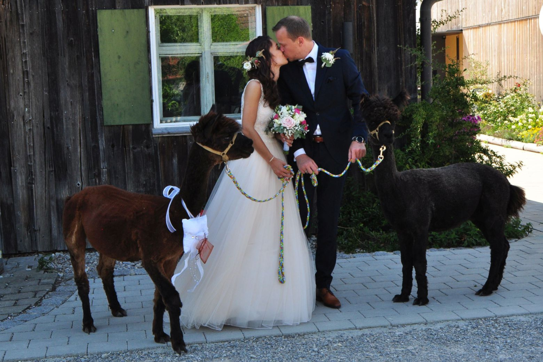 Hochzeit mit Alpakas - Schönenberg Alpakas48 Brautpaar küsst sich mit Alpakas