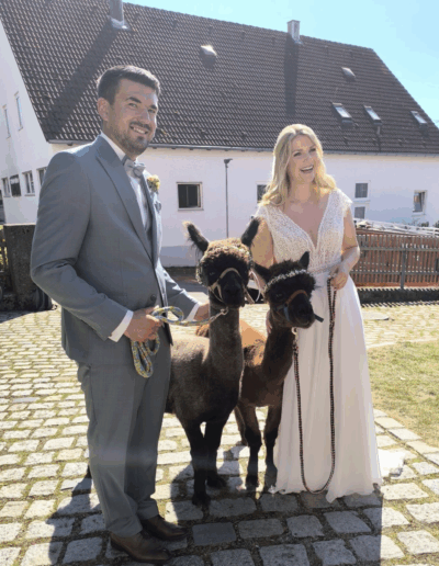 Brautpaar mit Alpakas