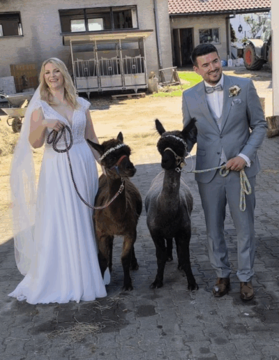 Brautpaar steht mit Alpakas